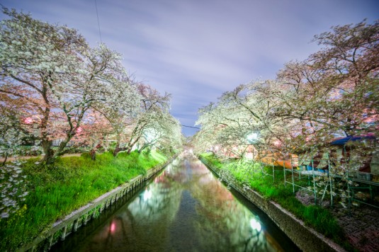 神秘的に光る夜桜川
