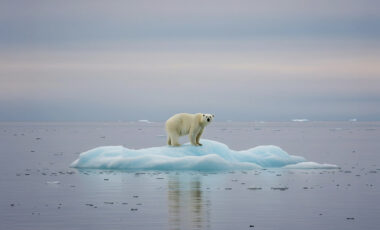 Xのシャドウバンとは？アカウントへの影響や手っ取り早い確認方法